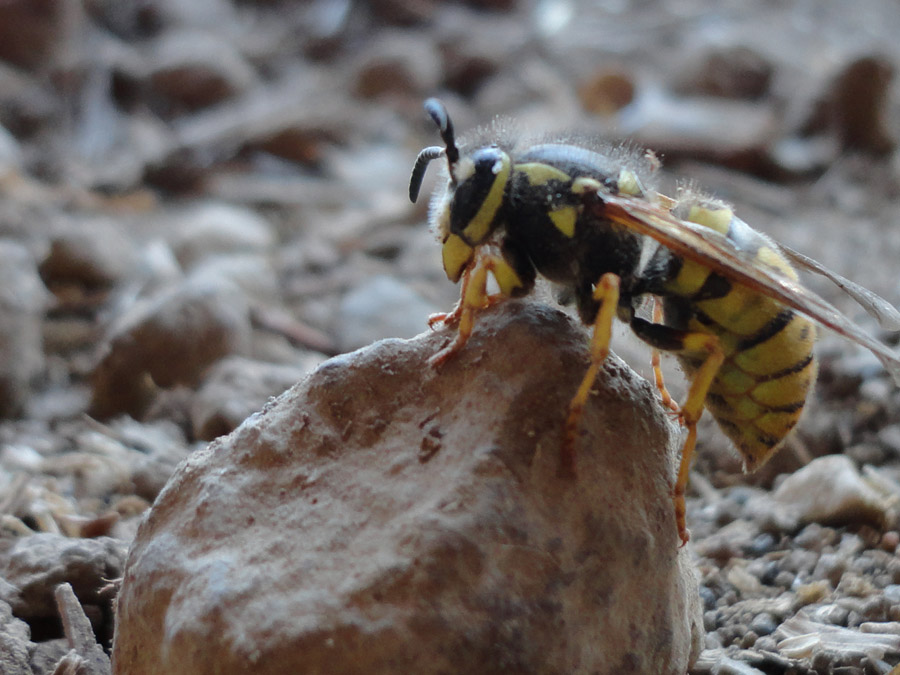 Vespula germanica